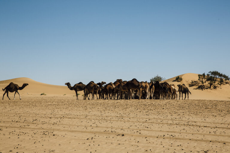 Sublime-Desert-Morocco-Desert-Tours-00003