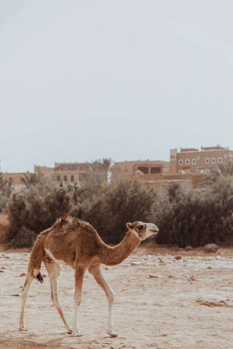Sublime-Desert-Morocco-Desert-Tours-00052