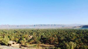 Draa oases and Palm trees in Morocco